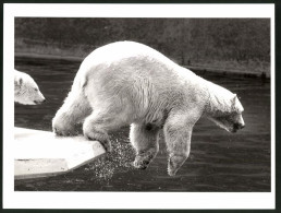 Fotografie Eisbär Springt In Wassergraben Von Einem Zoogehege  - Altri & Non Classificati