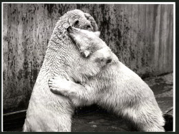 Fotografie Eisbären Beim Kräftemessen  - Sonstige & Ohne Zuordnung