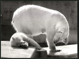 Fotografie Eisbären-Mutter & Jungtier In Einem Zoogehege  - Other & Unclassified