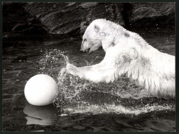 Fotografie Eisbär Spielt Mit Ball Im Wasser  - Autres & Non Classés