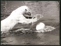 Fotografie Eisbär Tobt Einem Ball Im Wasser Nach  - Autres & Non Classés