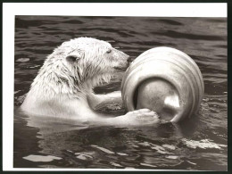 Fotografie Eisbär - Polarbär Spielt Mit Einem Fass Im Wasser  - Sonstige & Ohne Zuordnung