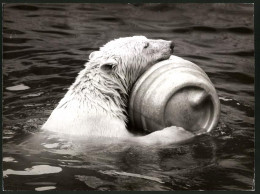 Fotografie Eisbär - Polarbär Benutzt Fass Als Schwimmhilfe  - Sonstige & Ohne Zuordnung