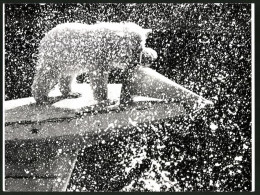 Fotografie Eisbär - Polarbär Mit Wasser Bespritzt Nach Wasserbombe Von Artgenossen  - Autres & Non Classés