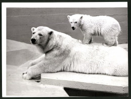 Fotografie Eisbär - Polarbär, Muttertier Und Jungtier  - Sonstige & Ohne Zuordnung