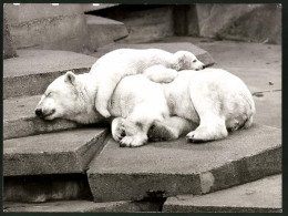 Fotografie Eisbär - Polarbär, Eisbären Junges Liegt Auf Der Mutter  - Sonstige & Ohne Zuordnung