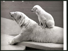 Fotografie Eisbär - Polarbär, Jungtier Auf Muttertier Sitzend  - Sonstige & Ohne Zuordnung