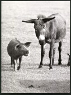 Fotografie Tierfreundschaft, Esel & Schwein Im Zoologischen Garten Hannover  - Other & Unclassified