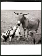 Fotografie Tierfreundschaft Esel Und Hausschweine In Zoologischen Garten Zu Hannover  - Autres & Non Classés