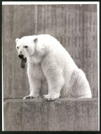 Fotografie Eisbär - Polarbär Gähnend Im Zoogehege  - Sonstige & Ohne Zuordnung