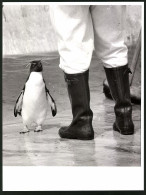 Fotografie Pinguin - Felsenpinguin & Tierpfleger Im Gehege  - Other & Unclassified
