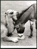Fotografie Junges Kamel Hat Sich Mit Esel Angefreundet  - Sonstige & Ohne Zuordnung