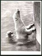 Fotografie Eisbär - Polarbär, Jungtier & Muttertier Im Wasser  - Sonstige & Ohne Zuordnung