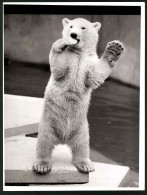 Fotografie Polarbär - Eisbär Auf Den Hinterläufen Stehend  - Autres & Non Classés