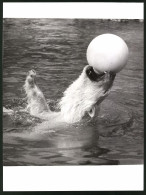 Fotografie Eisbär - Polarbär Spielt Mit Einem Ball Im Wasser  - Sonstige & Ohne Zuordnung