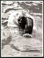Fotografie Eisbär - Polarbär Spielt Mit Einem Autoreifen  - Autres & Non Classés