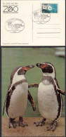 AK Pinguine + SST Eröffnung Allwetter-Zoo Münster  2.5.1974   (32725 - Autres & Non Classés