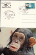 AK Schimpanse + SST Eröffnung Allwetter-Zoo Münster  2.5.1974   (32726 - Andere & Zonder Classificatie