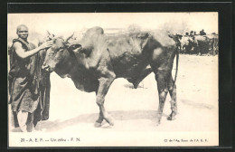 AK A. E. F. Un Zébu, Afrikaner Mit Einem Ochsen  - Mucche
