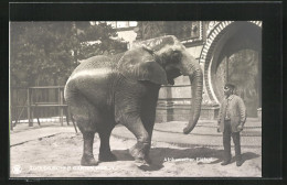 AK Berlin, Zoologischer Garten, Afrikanischer Elefant  - Elefanti