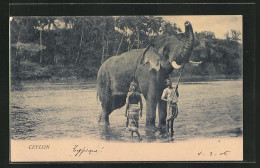 AK Ceylon, Singhalesen Mit Einem Elefanten  - Elephants