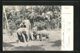 AK Ceylon, Ceylon Elephants, Singhalese Mit Drei Elefanten  - Olifanten