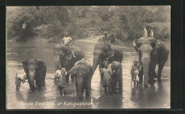 AK Katugastota, Temple Elephants, Tempelelefanten  - Olifanten
