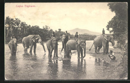 AK Ceylon, Ceylon Elephants, Singhalesen Mit Elefanten  - Olifanten