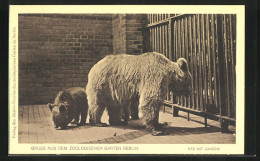 AK Berlin, Zoologischer Garten, Bär Mit Jungem  - Bears