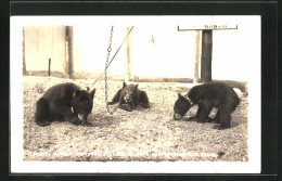 AK Toogle, Google & Woogle At Ed Clark`s Eskimo Sled Dog Ranch  - Bears
