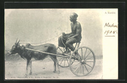 AK Inder Auf Einem Gespann Mit Seltsamen Zugtier  - Cows