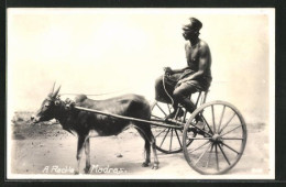 AK Afrikanischer Mann Auf Einem Gespann  - Koeien