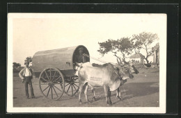 AK Mann Steht Bei Bei Einem Gespann  - Kühe