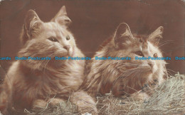 R101574 Cats. Old Photography. 1916 - Monde