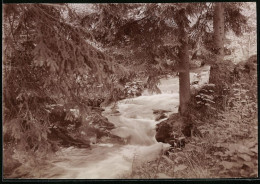 Fotografie Brück & Sohn Meissen, Ansicht Natschungtal, Partie Im Tal Mit Bachlauf  - Orte