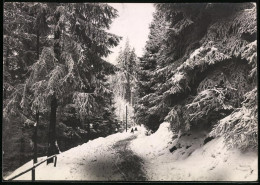 Fotografie Brück & Sohn Meissen, Ansicht Bärenfels I. Erzg., Partie Im Verschneiten Winterwald, Kinder Mit Schlitten  - Orte