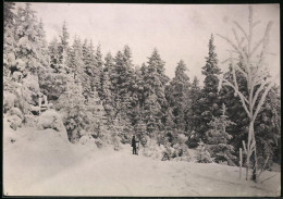 Fotografie Brück & Sohn Meissen, Ansicht Bärenfels I. Erzg., Wanderer Im Verschneiten Winterwald  - Places