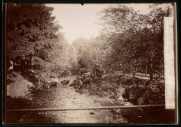 Fotografie Brück & Sohn Meissen, Ansicht Wernigerode, Partie Im Mühlental Mit Trinkenden Rindern  - Places