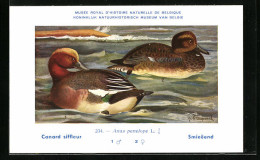 Künstler-AK Hubert Dupond: Canard Siffleur, Anas Penelope L., Erpel Und Ente  - Vögel