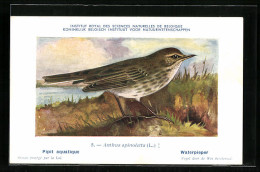 Künstler-AK Hubert Dupond: Pipit Aquatique, Anthus Spinoletta, Vogel  - Oiseaux