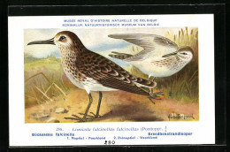 Künstler-AK Hubert Dupond: Bécasseau Falcinelle, Limicola Falcinellus Falcinellus, Nuptial, Prénuptial, Vögel  - Oiseaux