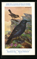 Künstler-AK Hubert Dupond: Blauwe Rotsmerel, Monticole Bleu, Vogel, Monticola Solitarius Solitarius  - Oiseaux