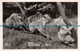 R102854 Greetings From Australia. Koala. Native Bear. Australia. Mowbray Series. - Wereld