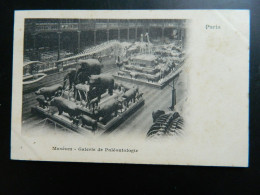 CARTE PRECURSEUR 1900                PARIS             MUSEUM            GALERIE DE PALEONTOLOGIE - Museos