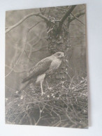 D203313  CPSM -   Het Nationale Park  De Hooge Veluwe - Épervier / Sperwer / Falke / Hawk  -Bird -Oiseau - Vogel - Oiseaux