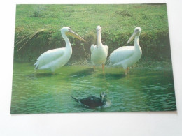 D203321 CPM  Pelican  - Hibou Le Premier Mgazine Natere Des Jeaunes Coulicou L'éveil A La Nature - étiquette 2.80 -1993 - Birds
