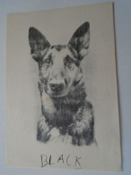 D203323   CPSM  Dog Chien Hund German Shepherd  BLACK    1940-50's - Chiens