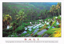 BALI . Terraces In The Morning … - Sonstige & Ohne Zuordnung
