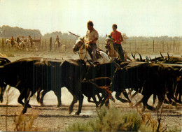 LA CAMARGUE . Gardians Et Leur Manade De Taureaux - Autres & Non Classés