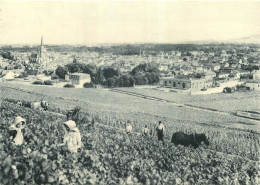 CHAMPAGNE POMMERY & GRENO REIMS . Vue Générale Premier Cru De Raisins Noirs - Reims